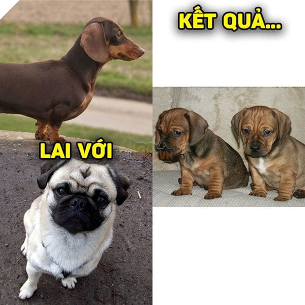 
Nếp nhăn nhiều quá vậy nè!(Ảnh: Khách sạn chó mèo thú cưng phương Nam)