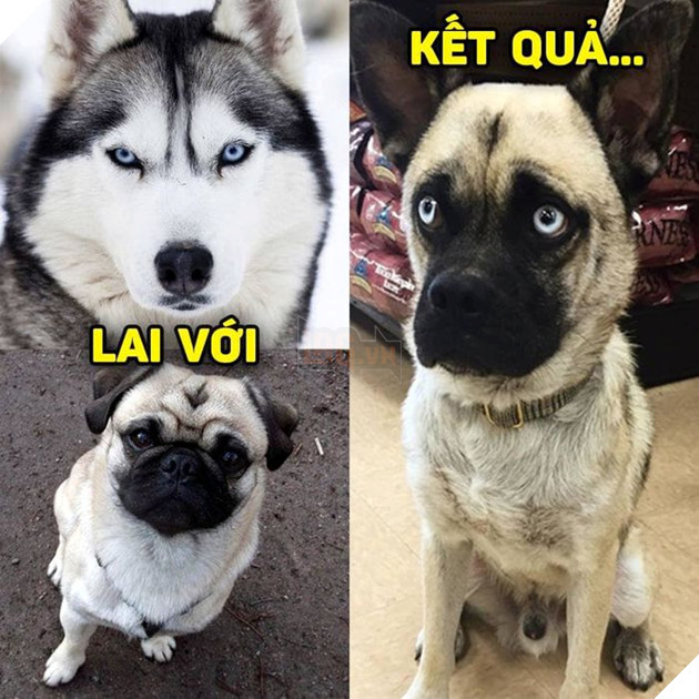 
Huskey của người ta đang sang quá mà... Sao ra nông nổi này...(Ảnh: Khách sạn chó mèo thú cưng phương Nam)