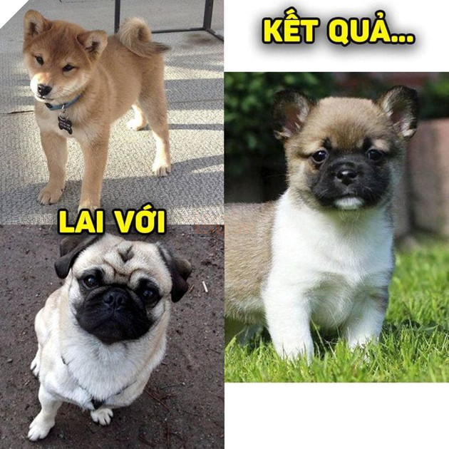 
Ô... Như này vẫn đáng yêu quá chứ nhỉ!(Ảnh: Khách sạn chó mèo thú cưng phương Nam)