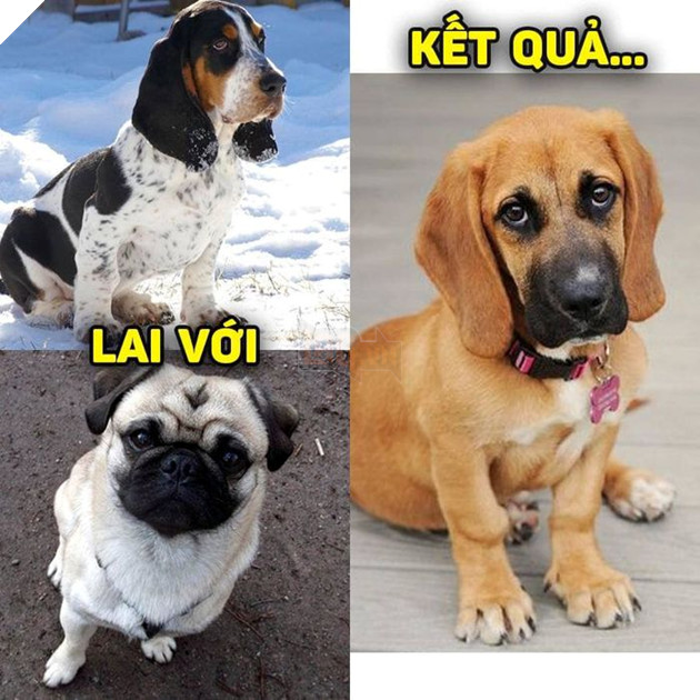 
Mặt có hơi... ngốc nghếch tí thôi mà!(Ảnh: Khách sạn chó mèo thú cưng phương Nam)