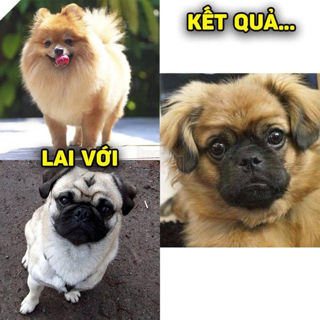 
Nhìn có vẻ ổn đấy chứ!(Ảnh: Khách sạn chó mèo thú cưng phương Nam)