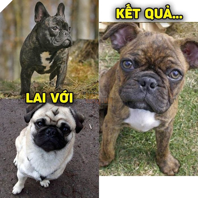 
Bull trông đã bặm trơn, lai với Pug lại càng thêm phần... 'bụi đời chợ lớn'.(Ảnh: Khách sạn chó mèo thú cưng phương Nam)
