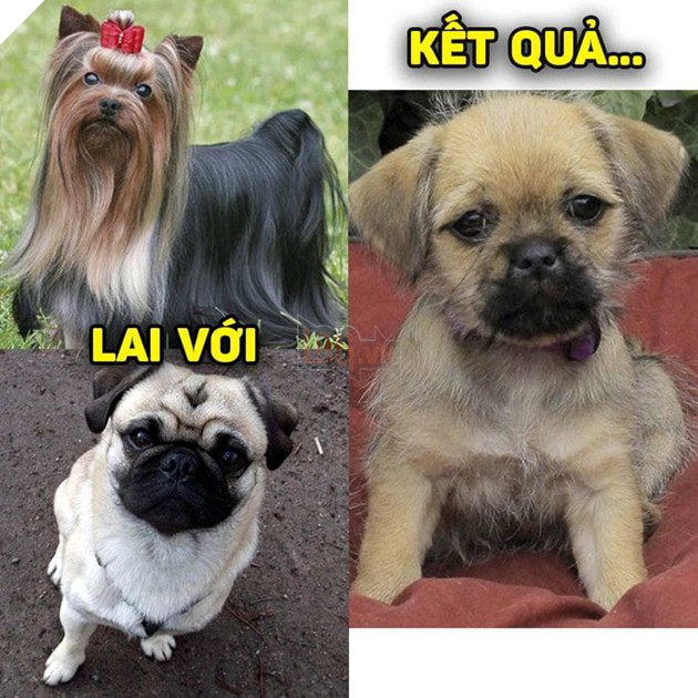 
Khi lông dài lai với lông ngắn!(Ảnh: Khách sạn chó mèo thú cưng phương Nam)