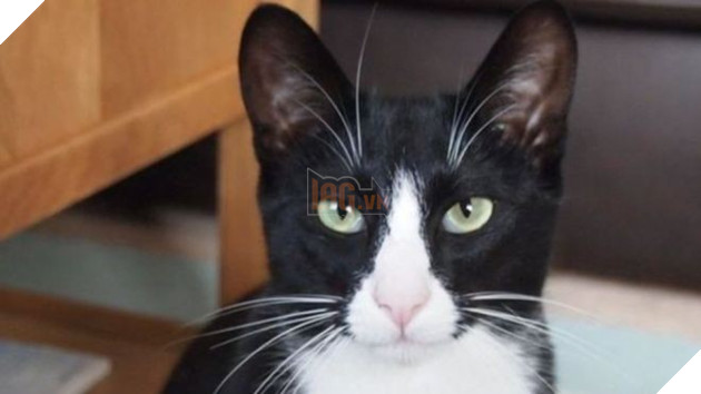 Anh: Con mèo đạo chích vừa chuyển đến khu phố mới đã trộm tiền của anh nhân viên giao sữa - Ảnh 1.