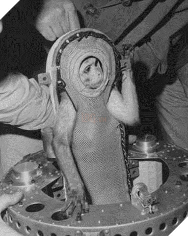 Cứ nghĩ chó, mèo, khỉ vào vũ trụ là bình thường, đây mới là sự thật đầy bi thương của chúng 7