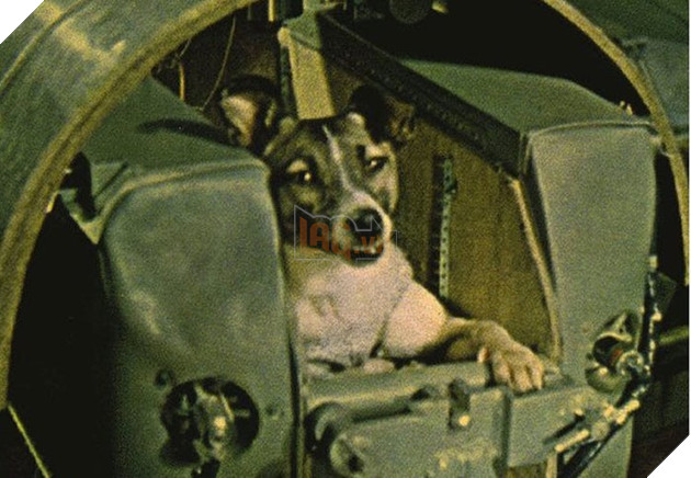 Cứ nghĩ chó, mèo, khỉ vào vũ trụ là bình thường, đây mới là sự thật đầy bi thương của chúng