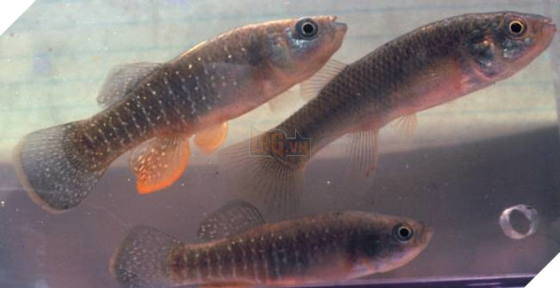 Cứ nghĩ chó, mèo, khỉ vào vũ trụ là bình thường, đây mới là sự thật đầy bi thương của chúng 17