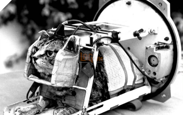 Cứ nghĩ chó, mèo, khỉ vào vũ trụ là bình thường, đây mới là sự thật đầy bi thương của chúng 15