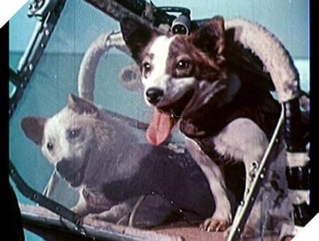 Cứ nghĩ chó, mèo, khỉ vào vũ trụ là bình thường, đây mới là sự thật đầy bi thương của chúng 5