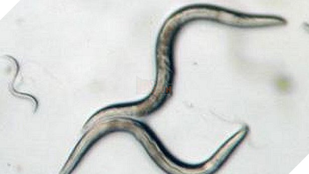 Cứ nghĩ chó, mèo, khỉ vào vũ trụ là bình thường, đây mới là sự thật đầy bi thương của chúng 19