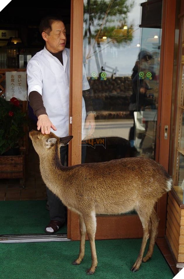 Hien tuong “huou di xin deu” tran lan tai Nhat Ban vo tinh giup quang ba du lich nuoc nay 4 Hiện tượng “hươu đi xin đểu” tràn lan tại Nhật Bản vô tình giúp quảng bá du lịch nước này 4