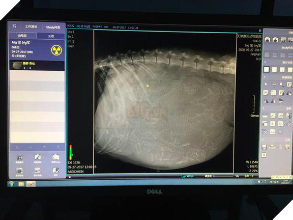 Phản ứng khó đỡ đến mắc cười của cô chó sinh mổ sau những ngày dài nằm viện