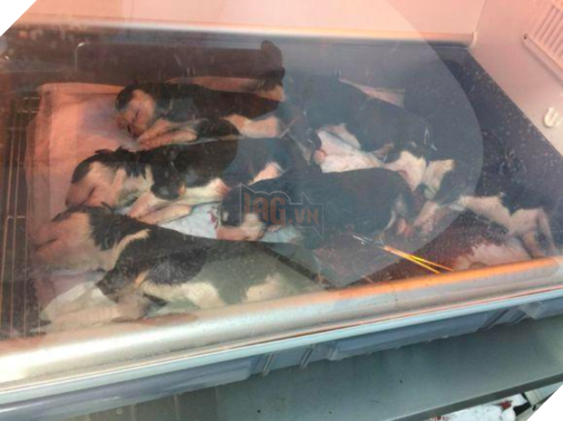 Phản ứng khó đỡ đến mắc cười của cô chó sinh mổ sau những ngày dài nằm viện 3