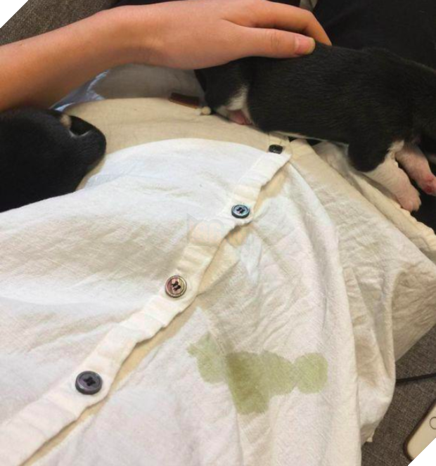 Phản ứng khó đỡ đến mắc cười của cô chó sinh mổ sau những ngày dài nằm viện 5