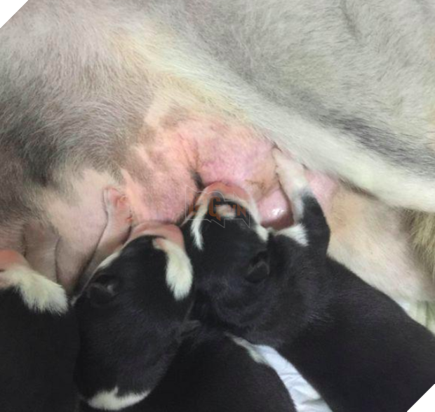 Phản ứng khó đỡ đến mắc cười của cô chó sinh mổ sau những ngày dài nằm viện 9