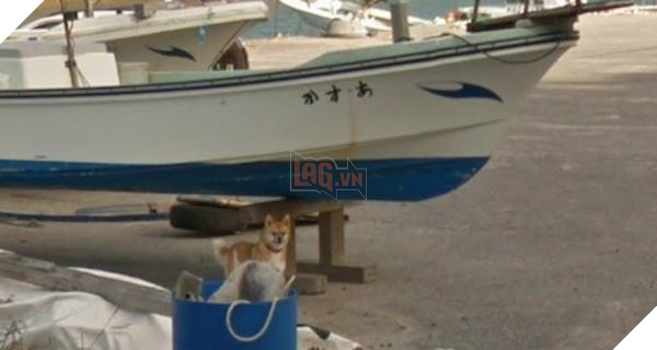 Chú chó Nhật hủy hoại mọi khung hình của Google Street View vì đuổi theo camera - Ảnh 1.