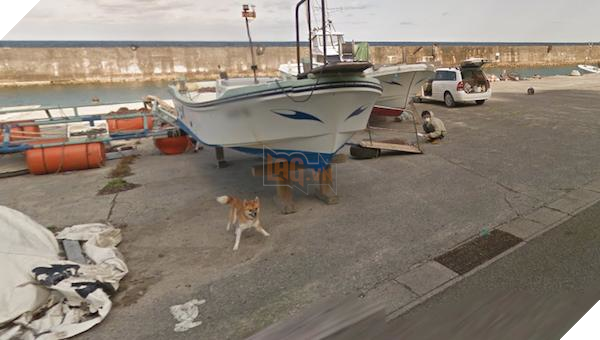 Chú chó Nhật hủy hoại mọi khung hình của Google Street View vì đuổi theo camera - Ảnh 2.