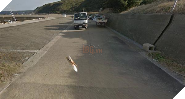 Chú chó Nhật hủy hoại mọi khung hình của Google Street View vì đuổi theo camera - Ảnh 11.