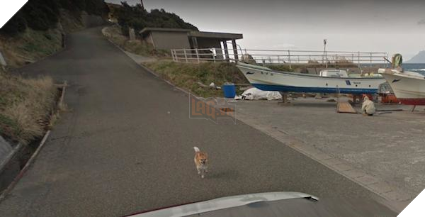 Chú chó Nhật hủy hoại mọi khung hình của Google Street View vì đuổi theo camera - Ảnh 5.