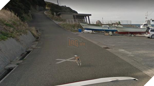 Chú chó Nhật hủy hoại mọi khung hình của Google Street View vì đuổi theo camera - Ảnh 6.