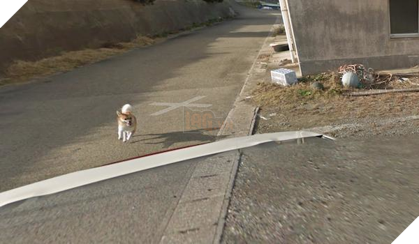 Chú chó Nhật hủy hoại mọi khung hình của Google Street View vì đuổi theo camera - Ảnh 8.