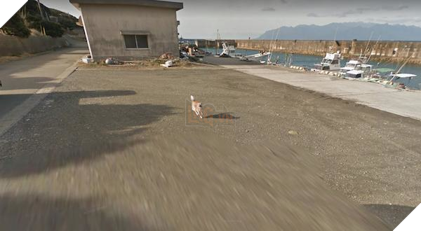 Chú chó Nhật hủy hoại mọi khung hình của Google Street View vì đuổi theo camera - Ảnh 9.