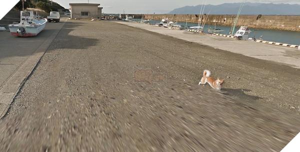 Chú chó Nhật hủy hoại mọi khung hình của Google Street View vì đuổi theo camera - Ảnh 10.