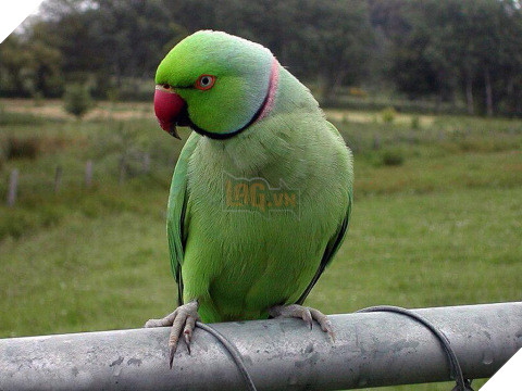 Ấn Độ Vẹt nghiện ngập phá tan cánh đồng thuốc phiện khiến nông dân kêu trời 3