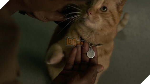 Sự thật kinh dị về con mèo rõ đáng yêu được Nick Fury vuốt ve trong Captain Marvel - Ảnh 2.
