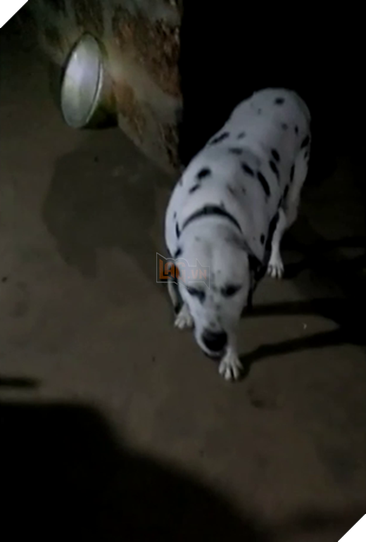 Liều mình cắn rắn hổ mang để cứu chủ, chú chó lảo đảo vài bước rồi ra đi mãi mãi