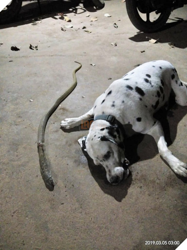 Liều mình cắn rắn hổ mang để cứu chủ, chú chó lảo đảo vài bước rồi ra đi mãi mãi 2