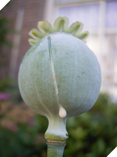 Ấn Độ Vẹt nghiện ngập phá tan cánh đồng thuốc phiện khiến nông dân kêu trời 4