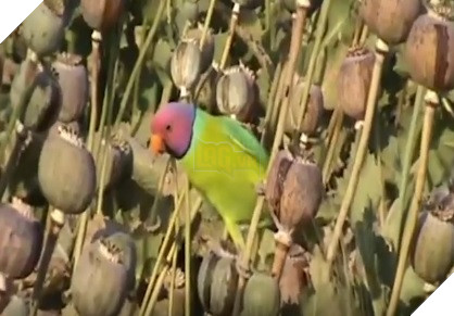 Ấn Độ Vẹt nghiện ngập phá tan cánh đồng thuốc phiện khiến nông dân kêu trời