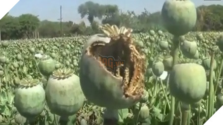 Ấn Độ Vẹt nghiện ngập phá tan cánh đồng thuốc phiện khiến nông dân kêu trời 2