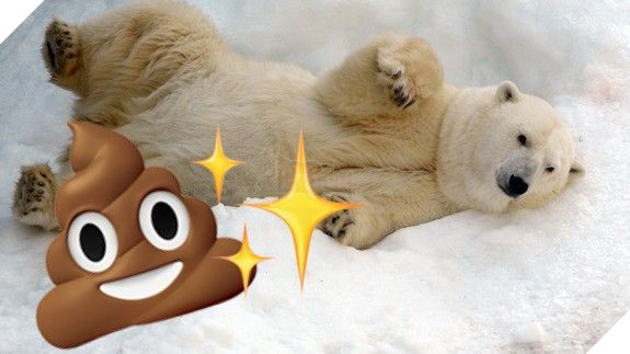 Gấu trắng Bắc Cực khắp Bắc Mỹ đang cho ra những cục phân... phát sáng và đây là lý do - Ảnh 1.