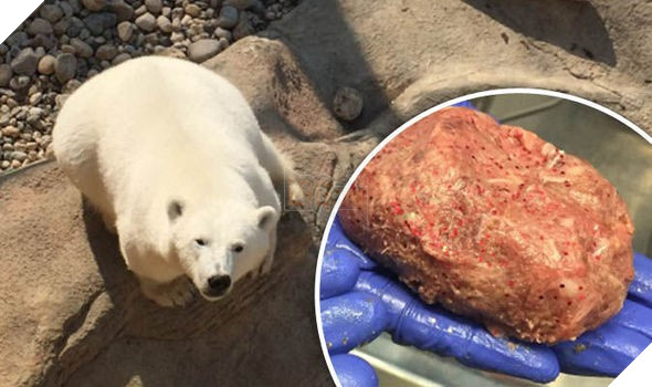 Gấu trắng Bắc Cực khắp Bắc Mỹ đang cho ra những cục phân... phát sáng và đây là lý do - Ảnh 2.