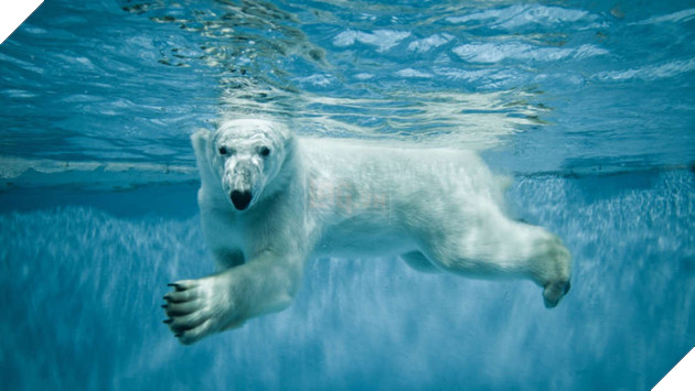 Gấu trắng Bắc Cực khắp Bắc Mỹ đang cho ra những cục phân... phát sáng và đây là lý do - Ảnh 3.