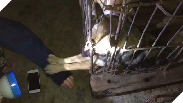 Nghẹn đắng chú chó trong lồng sắt đưa tay cầu cứu cô gái khi cận kề giây phút bị làm thịt