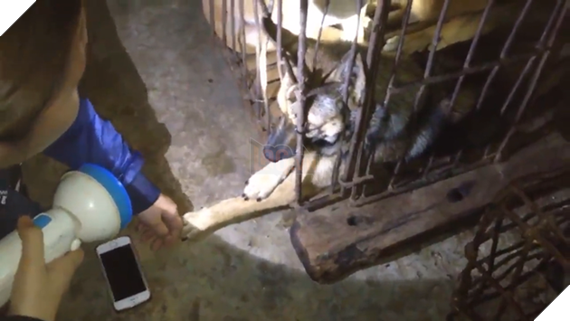 Nghẹn đắng chú chó trong lồng sắt đưa tay cầu cứu cô gái khi cận kề giây phút bị làm thịt 2