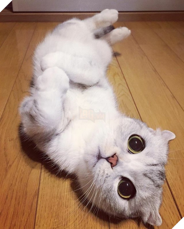 Nên có nhiều đồ chơi dành riêng cho chúng để chúng luôn năng động nhé! Ảnh: Internet
Nên có nhiều đồ chơi dành riêng cho chúng để chúng luôn năng động nhé! Ảnh: Internet