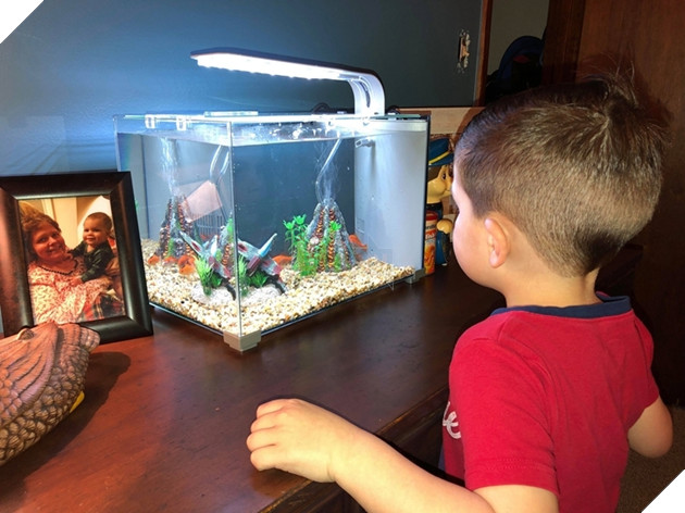 
Cậu bé đã hứa từ nay sẽ không vớt cá ra khỏi bể nữa.