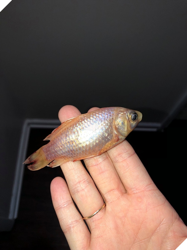 
Chú cá chết ngắc vì bị vớt ra khỏi nước.