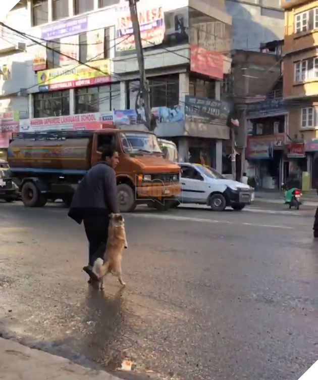 
Chú chó đứng trên hai chân sau và bình thản để chủ nắm tay dắt qua đường như một đứa trẻ.