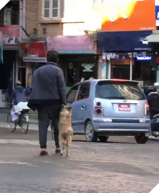 
Chú chó đi trên hai chân một cách thuần thục, có lẽ nó đã được huấn luyện từ khi còn nhỏ, và nó nép sát vào người bố nó những lúc có chiếc xe chạy ngang qua, trông vô cùng đáng yêu.