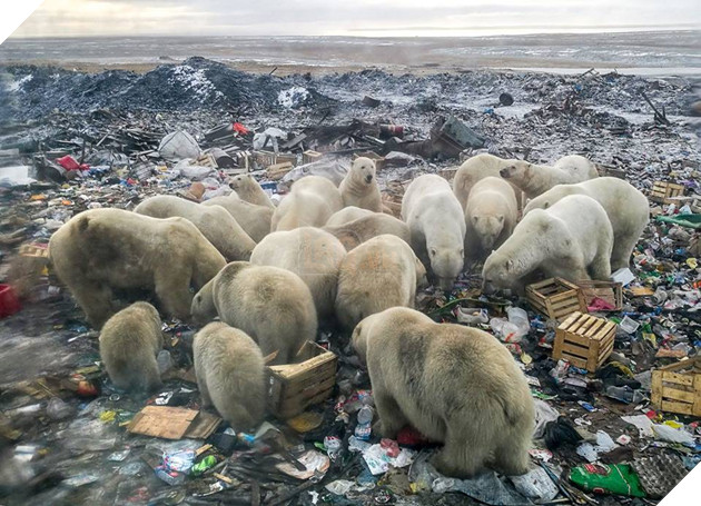 Đàn gấu Bắc cực tụ tập bới rác kiếm ăn - lời cảnh tỉnh đáng sợ tới con người về ô nhiễm môi trường - Ảnh 2.