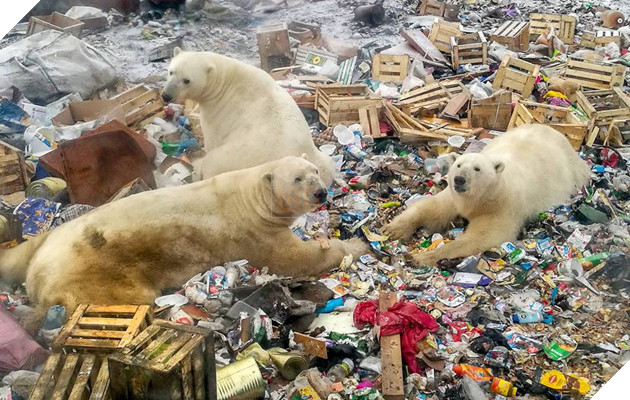 Đàn gấu Bắc cực tụ tập bới rác kiếm ăn - lời cảnh tỉnh đáng sợ tới con người về ô nhiễm môi trường - Ảnh 3.