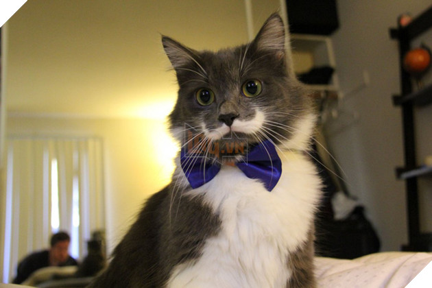 Hội phục tùng Hoàng Thượng chú ý: Chớ tự tiện cắt râu của Ngài, nếu không sẽ phải hối hận!