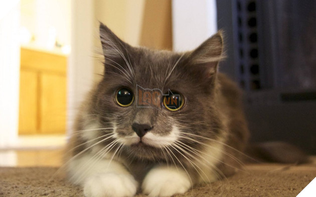 Hội phục tùng Hoàng Thượng chú ý: Chớ tự tiện cắt râu của Ngài, nếu không sẽ phải hối hận!