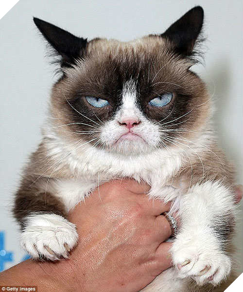 Hội phục tùng Hoàng Thượng chú ý: Chớ tự tiện cắt râu của Ngài, nếu không sẽ phải hối hận!