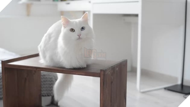 Chúng thường tạo liên kết với con người, nhưng thường chọn một thành viên cụ thể của gia đình để trở thành bạn đồng hành xuyên suốt. Mèo giống này thường dùng hành động quây tròn nhằm bảo vệ người chủ chính mà nó đã chọn lựa. Ảnh: Internet
Chúng thường tạo liên kết với con người, nhưng thường chọn một thành viên cụ thể của gia đình để trở thành bạn đồng hành xuyên suốt. Mèo giống này thường dùng hành động quây tròn nhằm bảo vệ người chủ chính mà nó đã chọn lựa. Ảnh: Internet